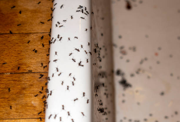 Best Pest Removal Services  in La Vergne, TN