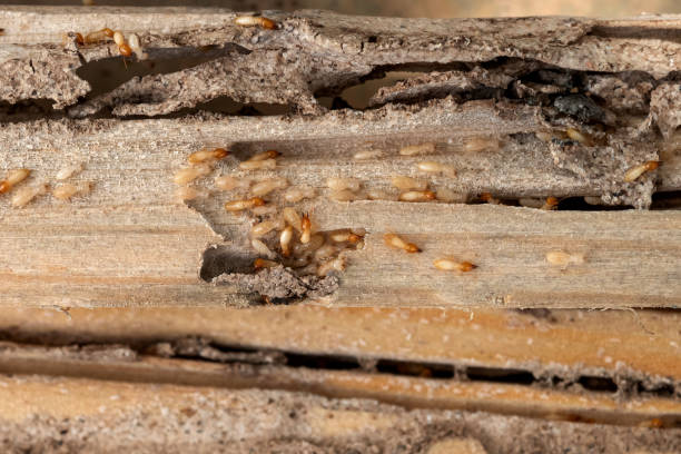 Best Pest Removal Services  in La Vergne, TN